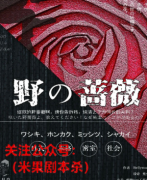 剧透复盘|野の蔷薇剧本杀 法律？人性？究竟什么才是真正的正义？