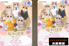 猫和塔罗