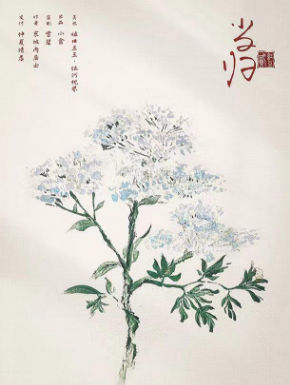 红豆2月光剧本杀